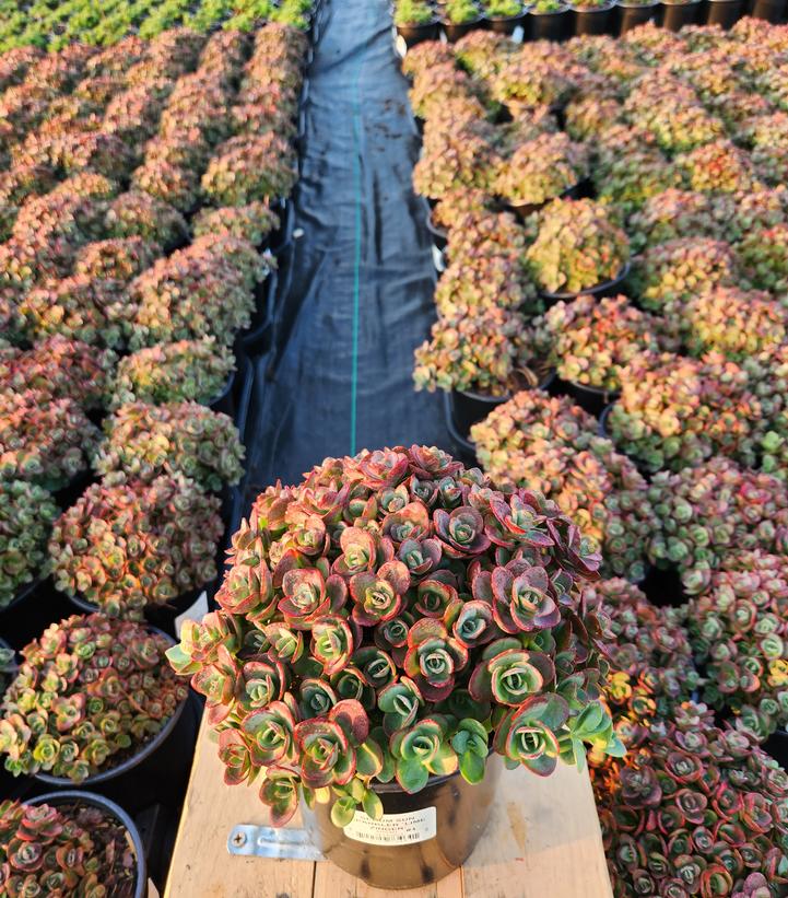 SEDUM SUN SPARKLER `LIME ZINGER`