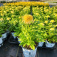 ECHINACEA DOUBLE CODED `BUTTER PECAN`