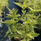 HELIOPSIS HELIANTHOIDES `SUNSTRUCK`