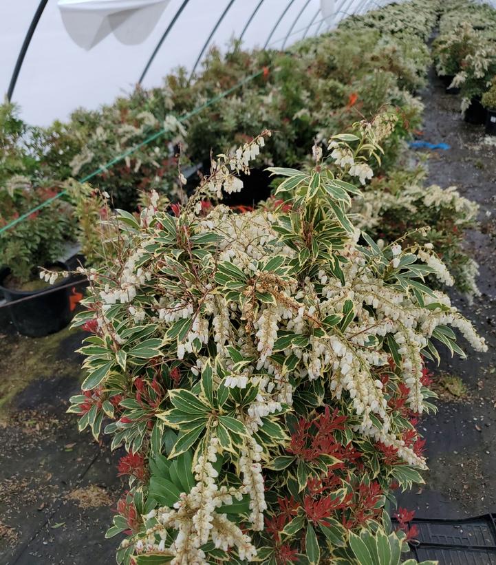 PIERIS JAPONICA `VARIEGATA`