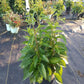 RUDBECKIA FULGIDA `GOLDBLITZ`