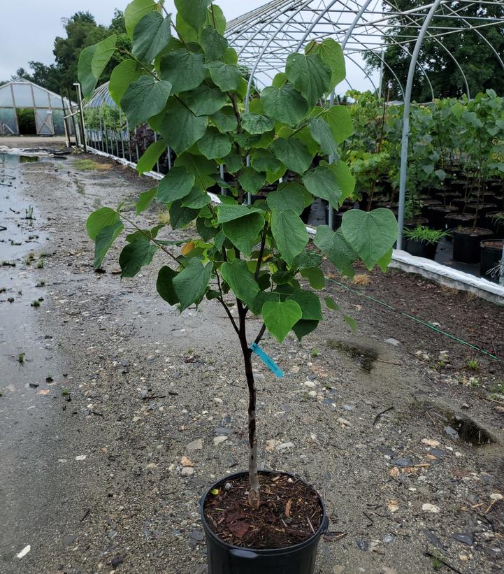 CERCIS CANADENSIS `APPALACHIAN RED`