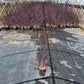 ANDROPOGON GERARDII `BLACKHAWKS`-Big Bluestem