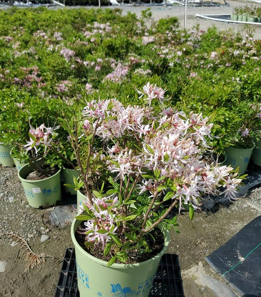 AZALEA PERICLYMENOIDES