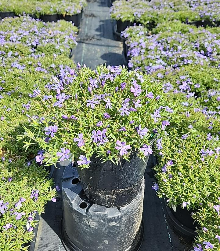 PHLOX X `VIOLET PINWHEELS`