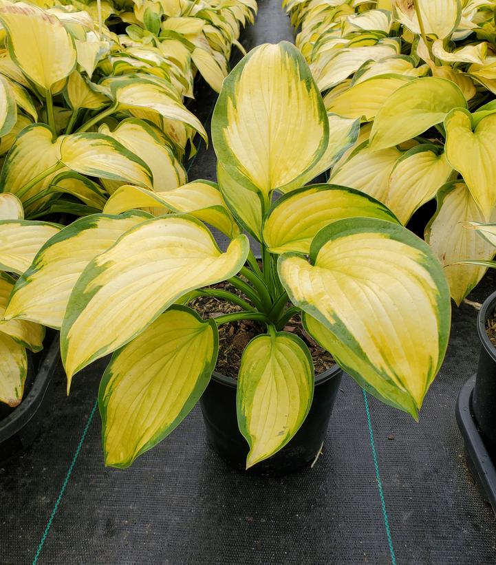 HOSTA `STAINED GLASS`