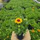 GAILLARDIA SPINTOP `RED`