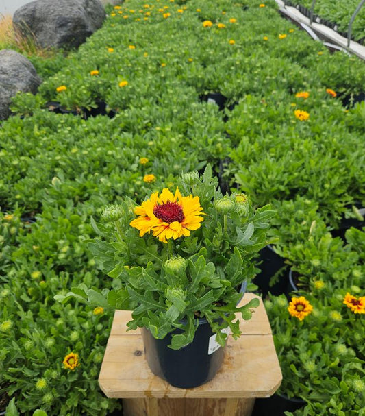 GAILLARDIA SPINTOP `RED`