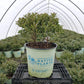 ILEX GLABRA `FOREVER EMERALD`