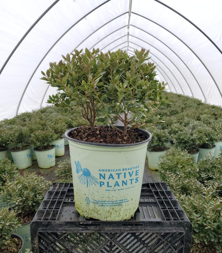 ILEX GLABRA `FOREVER EMERALD`