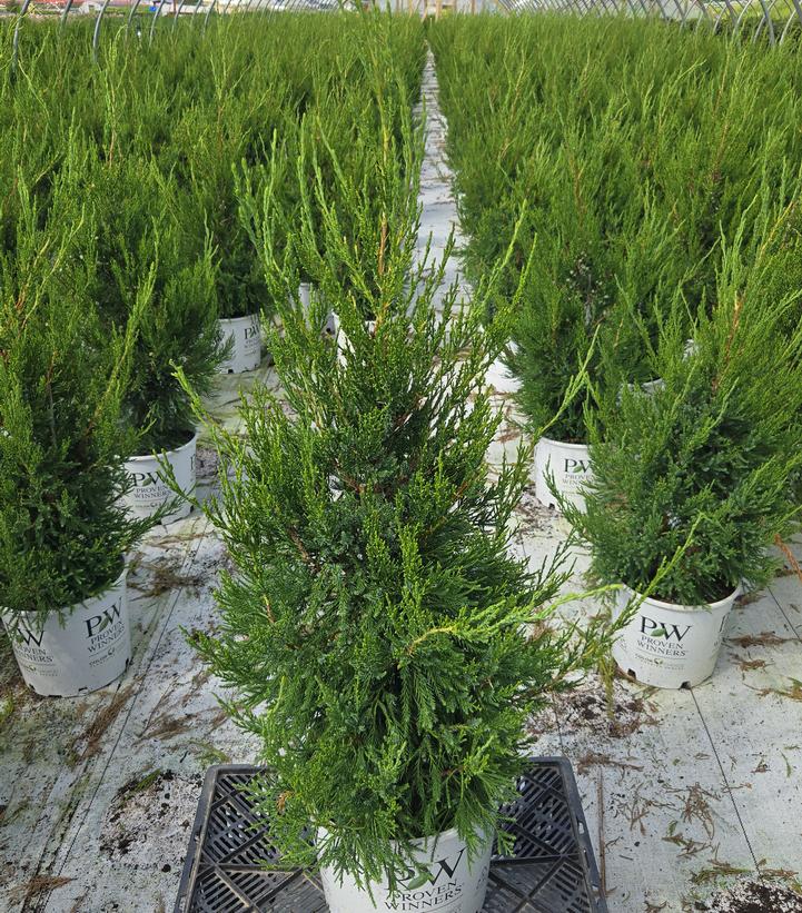 JUNIPERUS CHINENSIS `GIN FIZZ`-Chinese Juniper