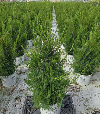 JUNIPERUS CHINENSIS `GIN FIZZ`-Chinese Juniper