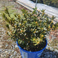 RHODODENDRON MICRANTHA `BLOOMBUX MAGENTA`