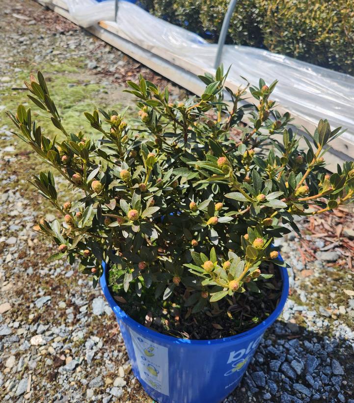 RHODODENDRON MICRANTHA `BLOOMBUX MAGENTA`