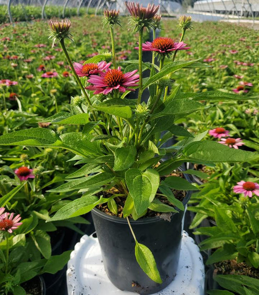 ECHINACEA SUNMAGIC `VINTAGE PINK`