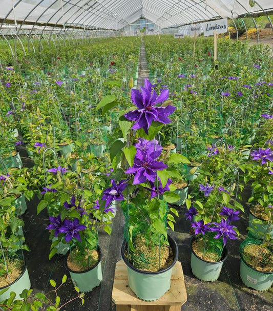 CLEMATIS `LINDSAY`