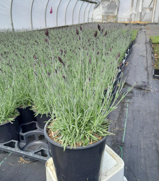 DIANTHUS `BATH'S PINK`