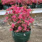 AZALEA `ROSY LIGHTS`