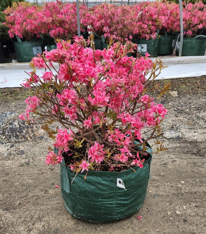 AZALEA `ROSY LIGHTS`