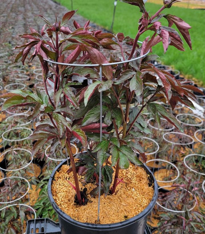 PAEONIA LACTIFLORA `GARDENIA` (WHITE)