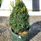 BUXUS MICRO. JAP. `GREEN MOUNTAIN`