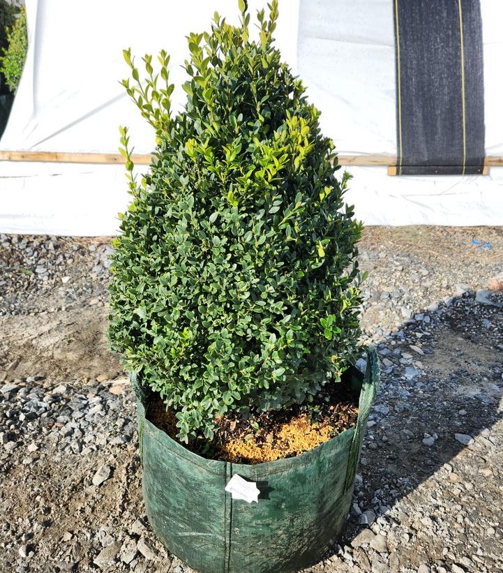 BUXUS MICRO. JAP. `GREEN MOUNTAIN`