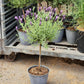 LAVANDULA STOECHAS `ANOUK` - 12`` TREE