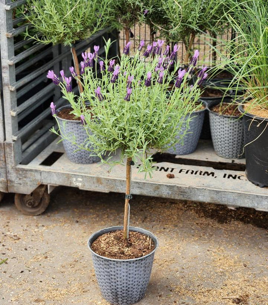 LAVANDULA STOECHAS `ANOUK` - 12`` TREE