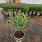 LAVANDULA STOECHAS `ANOUK` - 12`` TREE
