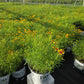 COREOPSIS DESIGNER THREADS® `GOLDEN NEEDLES`-Tickseed