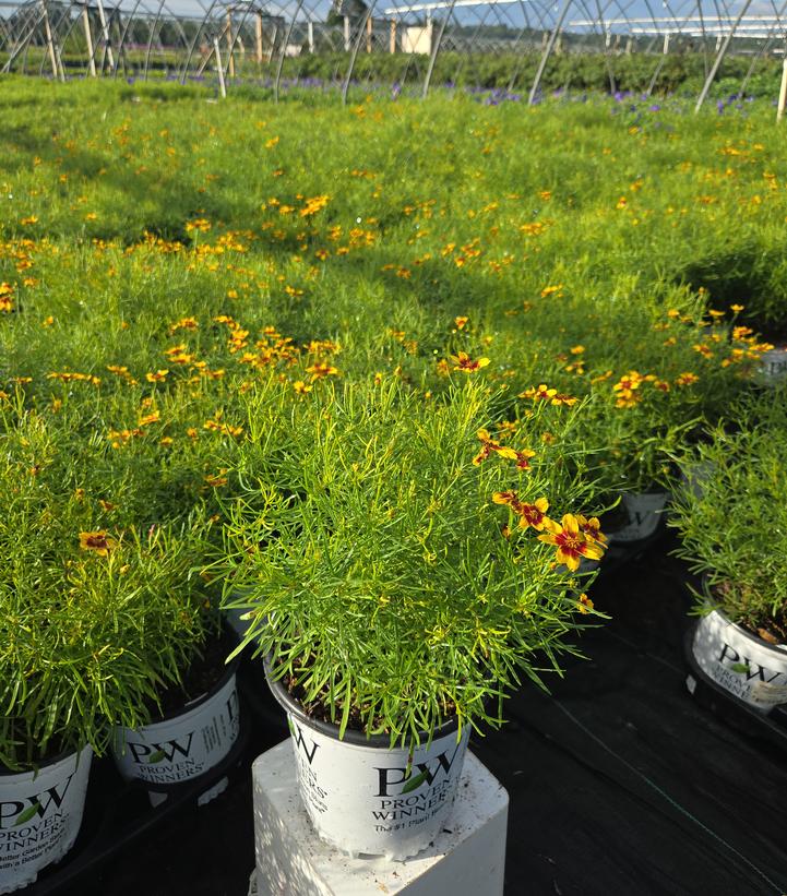 COREOPSIS DESIGNER THREADS® `GOLDEN NEEDLES`-Tickseed