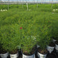 COREOPSIS DESIGNER THREADS® `HEARTSTRINGS`-Tickseed