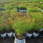 COREOPSIS DESIGNER THREADS® `SCARLET RIBBONS`-Tickseed