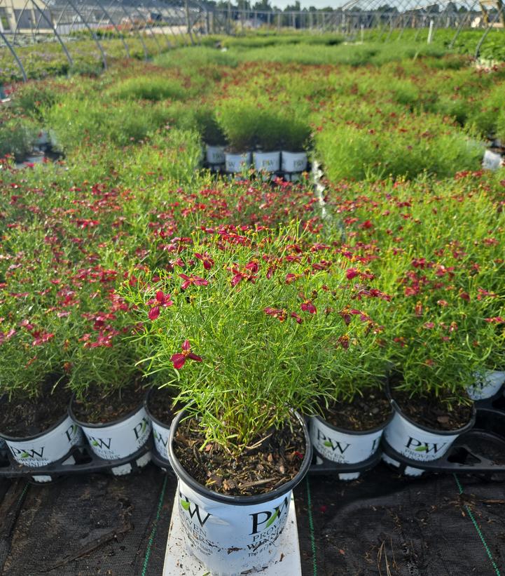 COREOPSIS DESIGNER THREADS® `SCARLET RIBBONS`-Tickseed