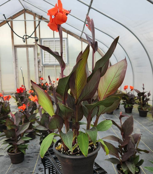 CANNA CANNOVA® `BRONZE ORANGE`