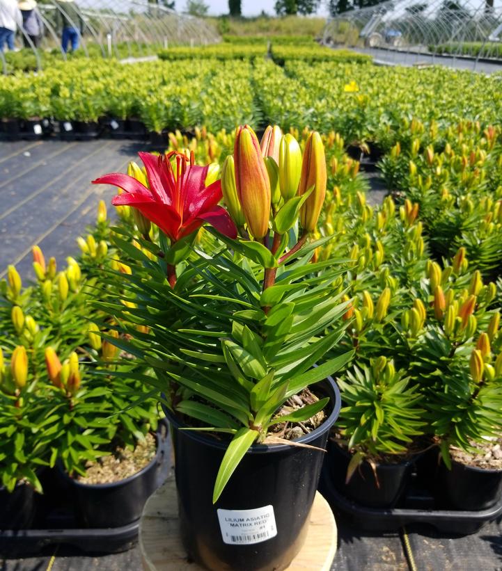 LILIUM ASIATIC `MATRIX RED`