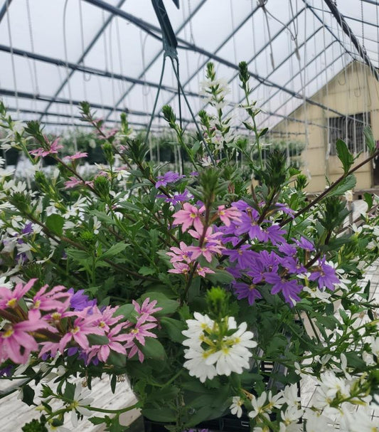 SCAEVOLA BOMBAY® COLOR COMBO