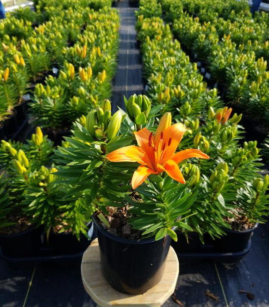 LILIUM ASIATIC `MATRIX ORANGE`