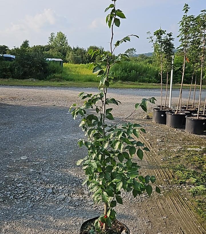 FAGUS GRANDIFOLIA