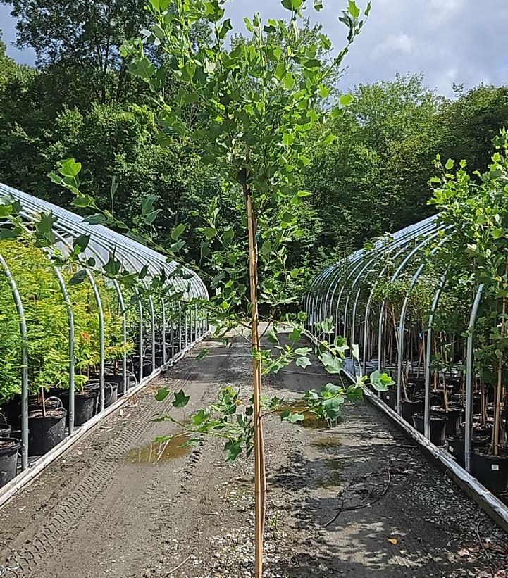 LIRIODENDRON TULIPIFERA `LITTLE VOLUNTEER`