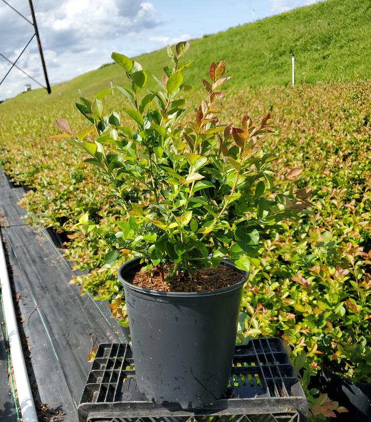 VACCINIUM CORYMBOSUM `BLUE RIBBON`