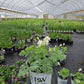 DICENTRA `WHITE DIAMONDS`
