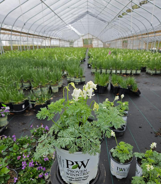 DICENTRA `WHITE DIAMONDS`