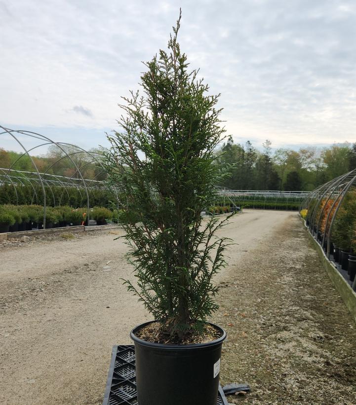 THUJA X `LEPRECHAUN`