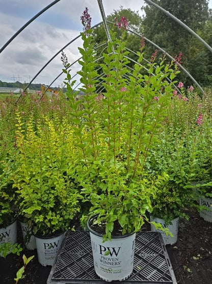 SYRINGA X BLOOMERANG `BALLET`-Lilac