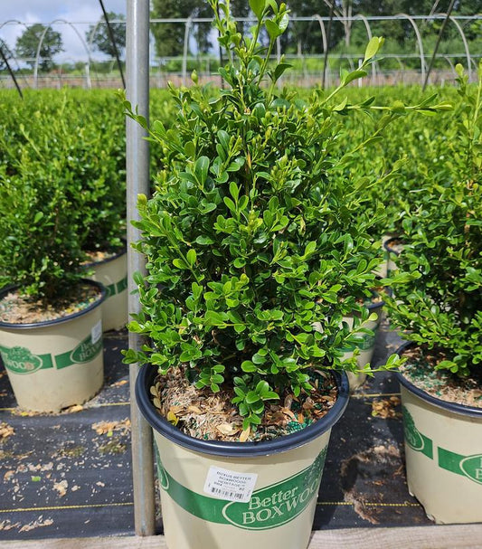 BUXUS BETTER BOXWOOD® HERITAGE™