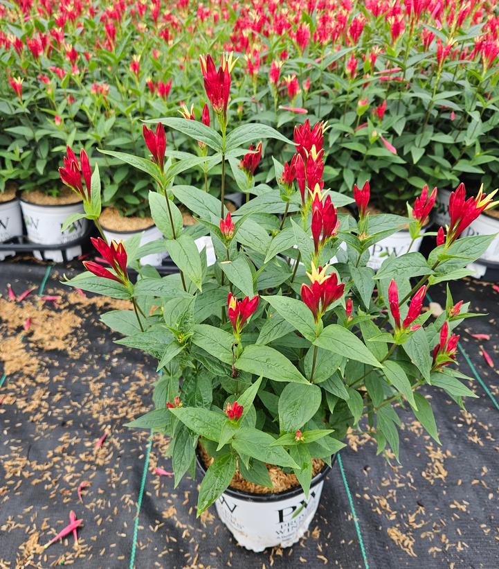 SPIGELIA MARILANDICA `APPLE SLICES`