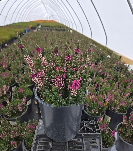 CALLUNA VULGARIS BEAUTY LADIES - PURPLE