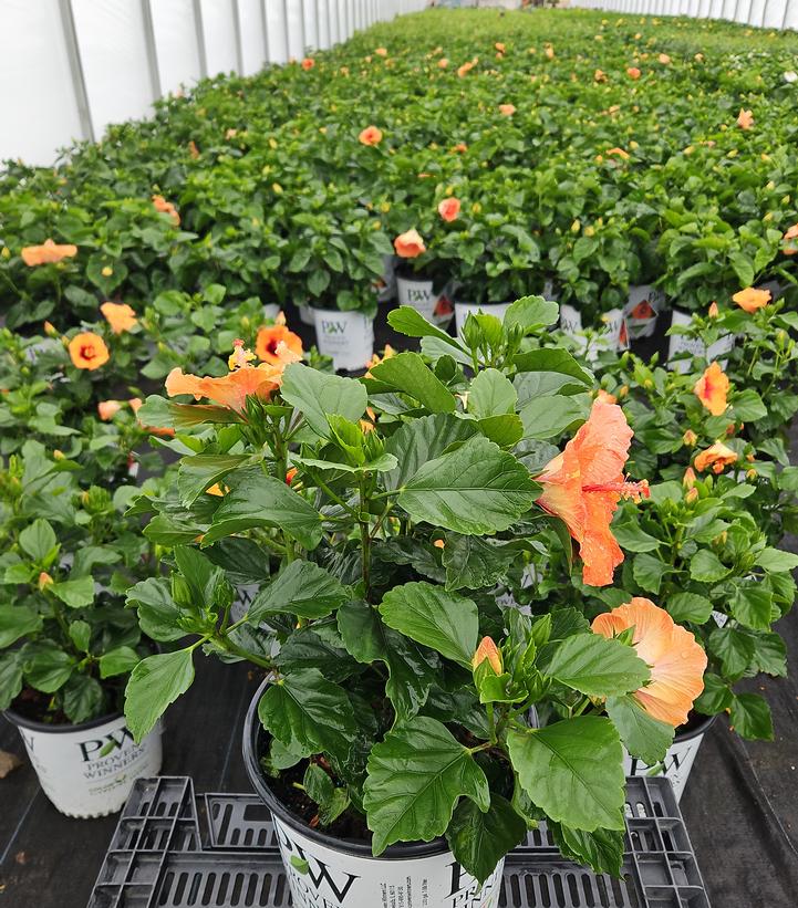 HIBISCUS HOLLYWOOD HIBISCUS® SUNSET BOULEVARD™