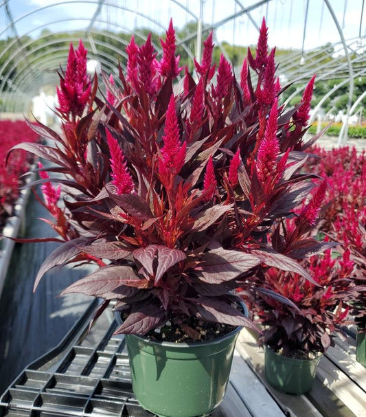 CELOSIA `KELOS FIRE MAGENTA` - 6`` POT